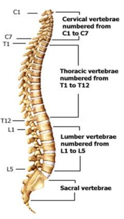 Image of spine